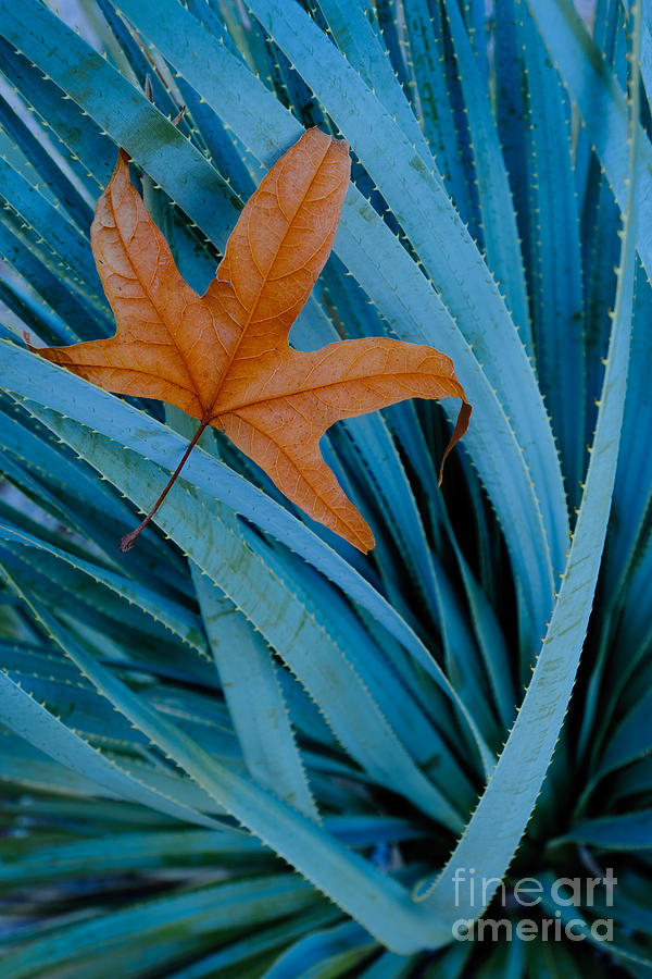 Sycamore Leaf And Sotol Plant Photograph by John Shaw
