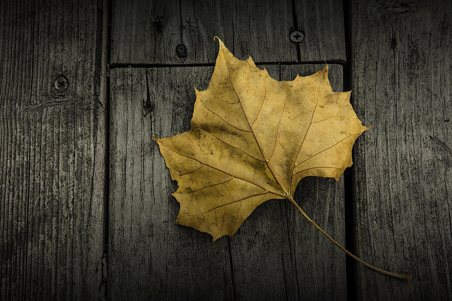 Sycamore Leaf fallen on a Wooden Deck Photograph by Randall Nyhof