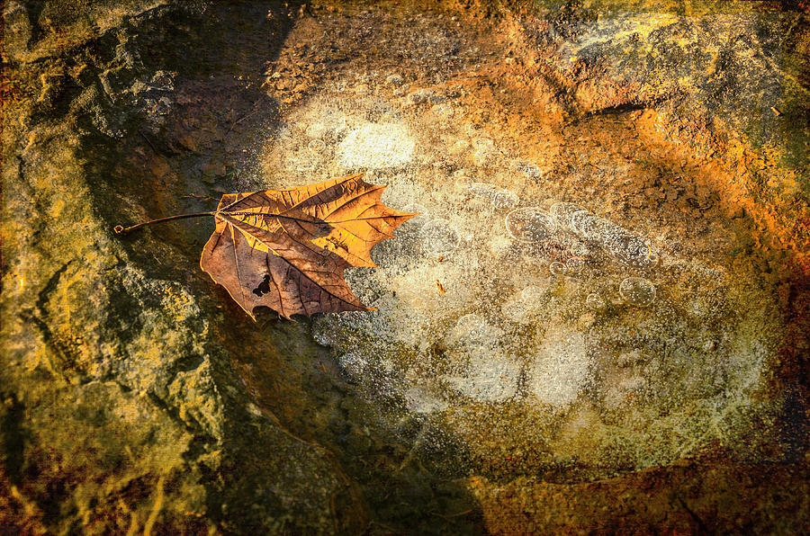 Adams Photograph - Sycamore Leaf in Ice by Diana Boyd Adams Photograph - Sycamore Leaf in Ice by Diana Boyd