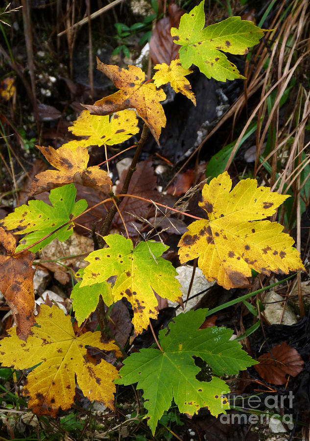 Sycamore Maple Leaves in Autumn Photograph by Phil Banks