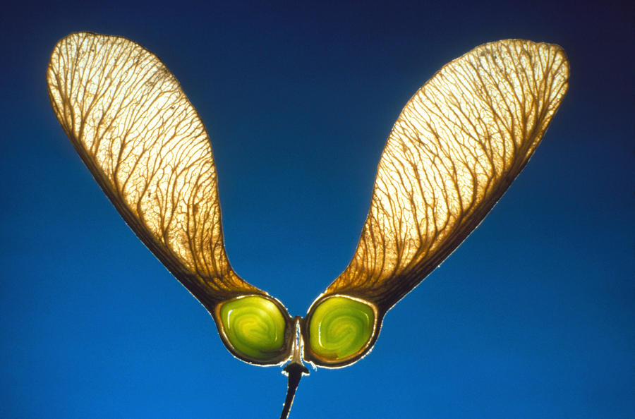 Sycamore Maple Seeds Photograph by Perennou Nuridsany