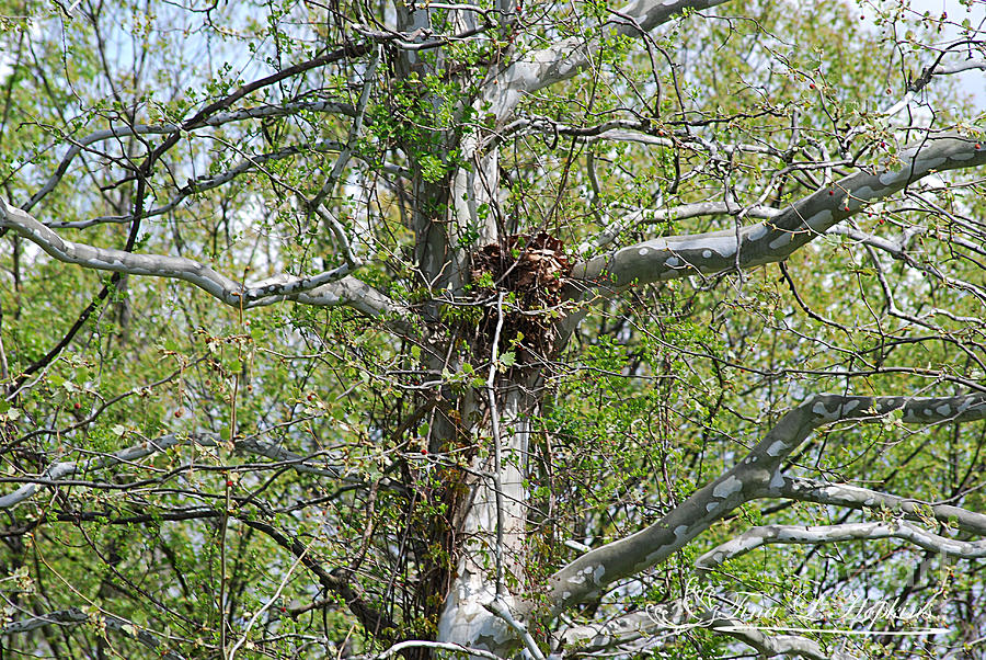 Sycamore Nest 20120420_196a Photograph by Tina Hopkins