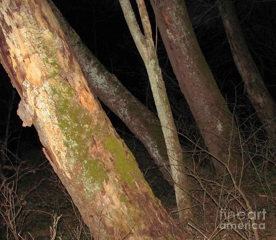 Forest Night Photograph - Sycamore Nightscape by Joshua Bales