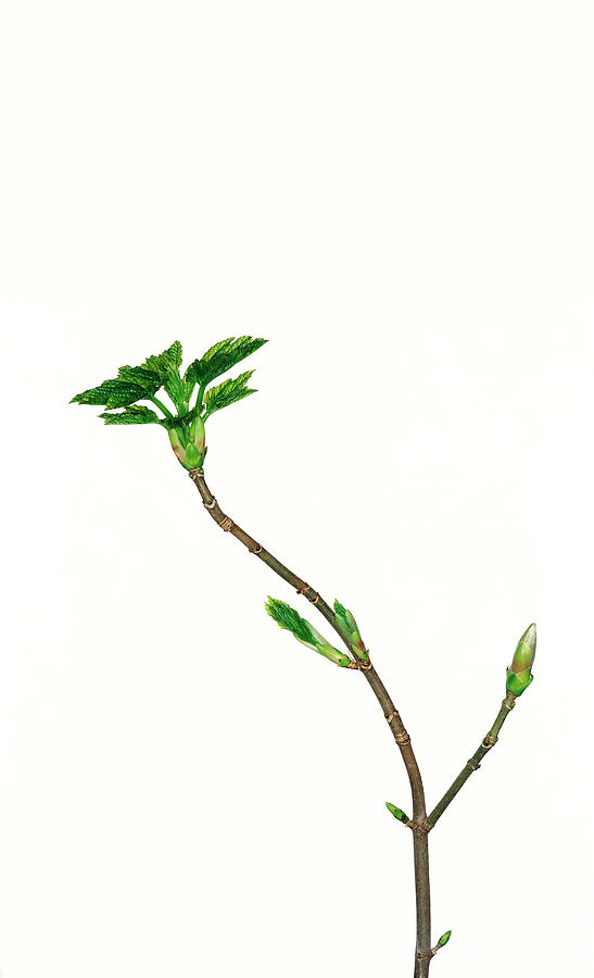 Sycamore Sapling Photograph by Peter Dazeley