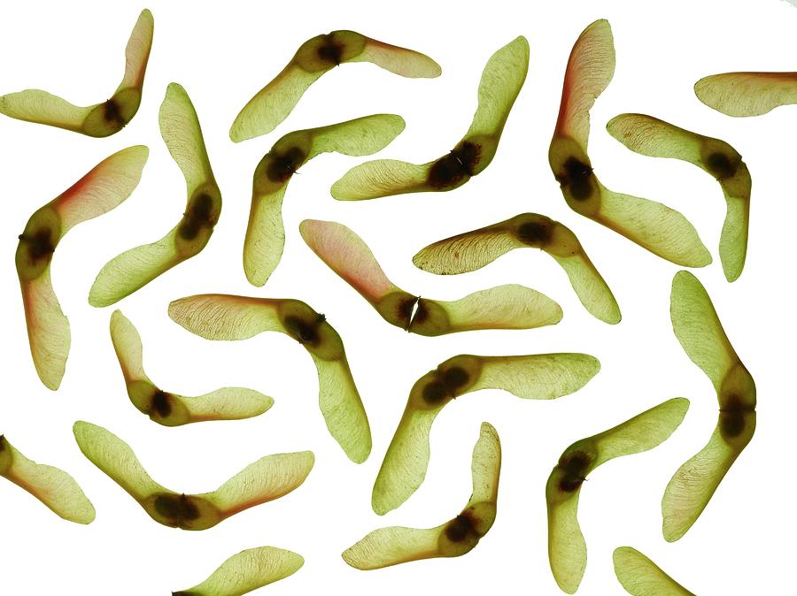 Sycamore Seeds Photograph by Science Photo Library