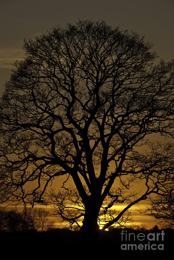 Sycamore Sunset Photograph by James Lavott