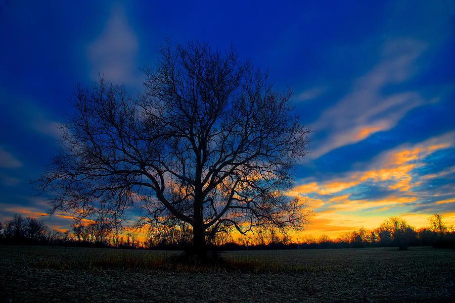 Sycamore Sunset Photograph by William Jobes