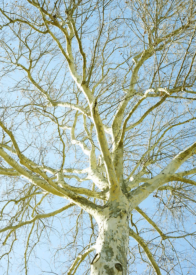 Sycamore Tree in Winter - photography Photograph by Ann Powell | Fine ...