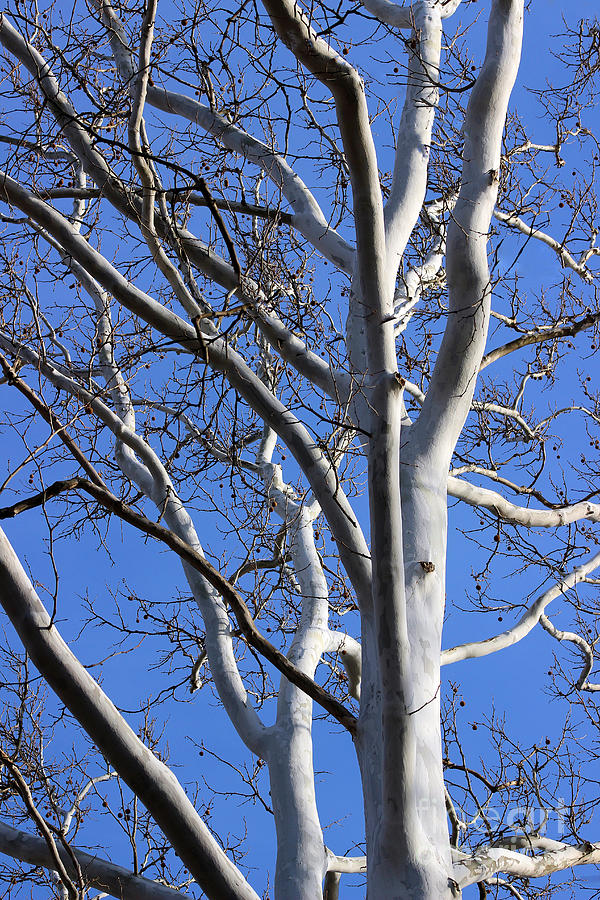 Sycamore Tree with Blue Winter Sky Photograph by Karen Adams