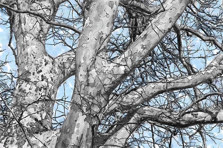 Sycamore Watercolor Digital Art by Peter J Sucy