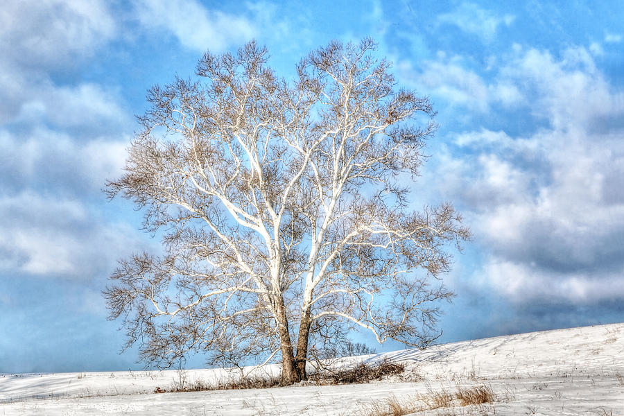 Sycamore Winter Photograph by Jaki Miller