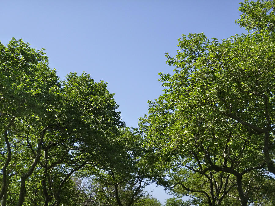 Sycamores in June Photograph by Ellen Paull