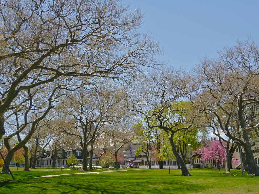 Sycamores in spring 2 Photograph by Ellen Paull