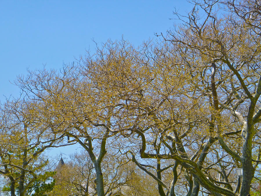 Sycamores in spring Photograph by Ellen Paull