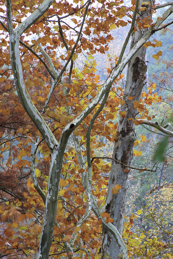 Sycamores in the Fall Photograph by Richard Smith