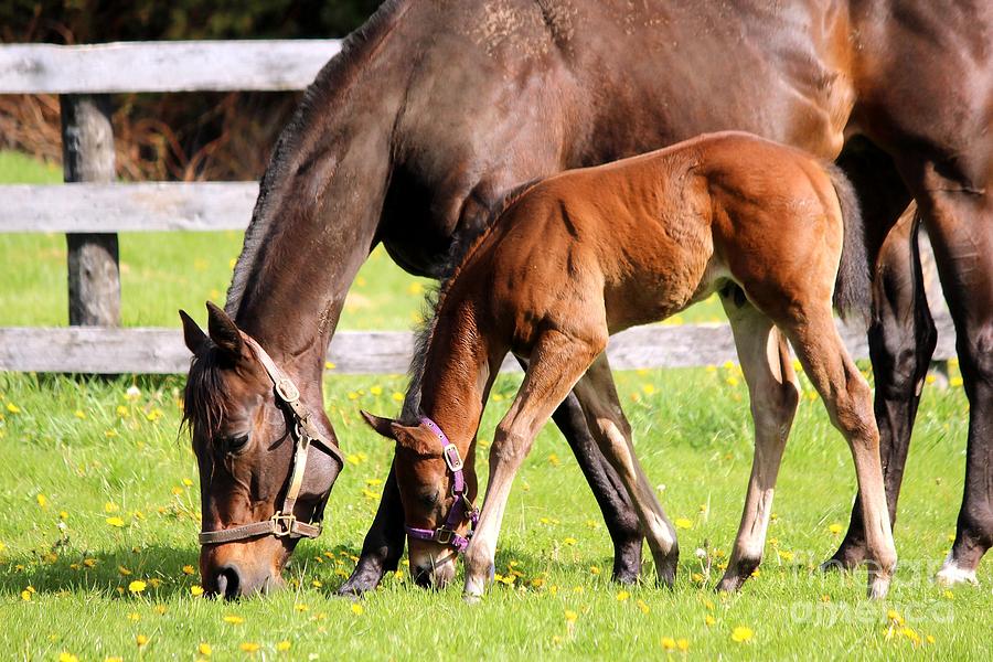 Sychronized Mare and Foal Photograph by Janice Byer