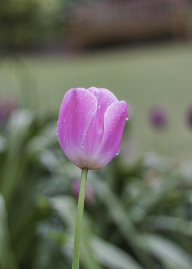 Sydney tulip Photograph by Alex Gitman - Fine Art America