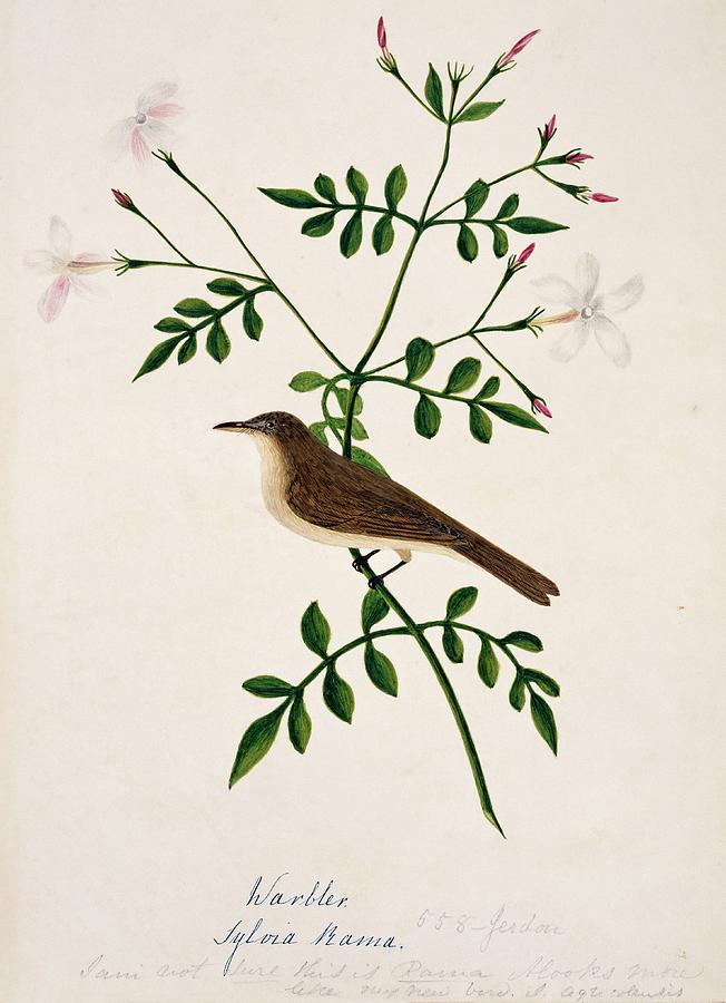 Mountain Photograph - Sykes Warbler by Natural History Museum, London/science Photo Library