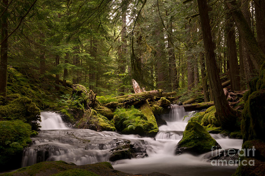 Sylvan Forest Creek Photograph by Jackie Follett