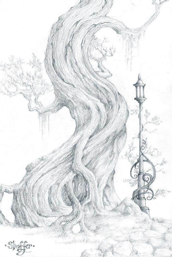 Tree Drawing - Sylvia and Her Lamp Drawing by Curtiss Shaffer