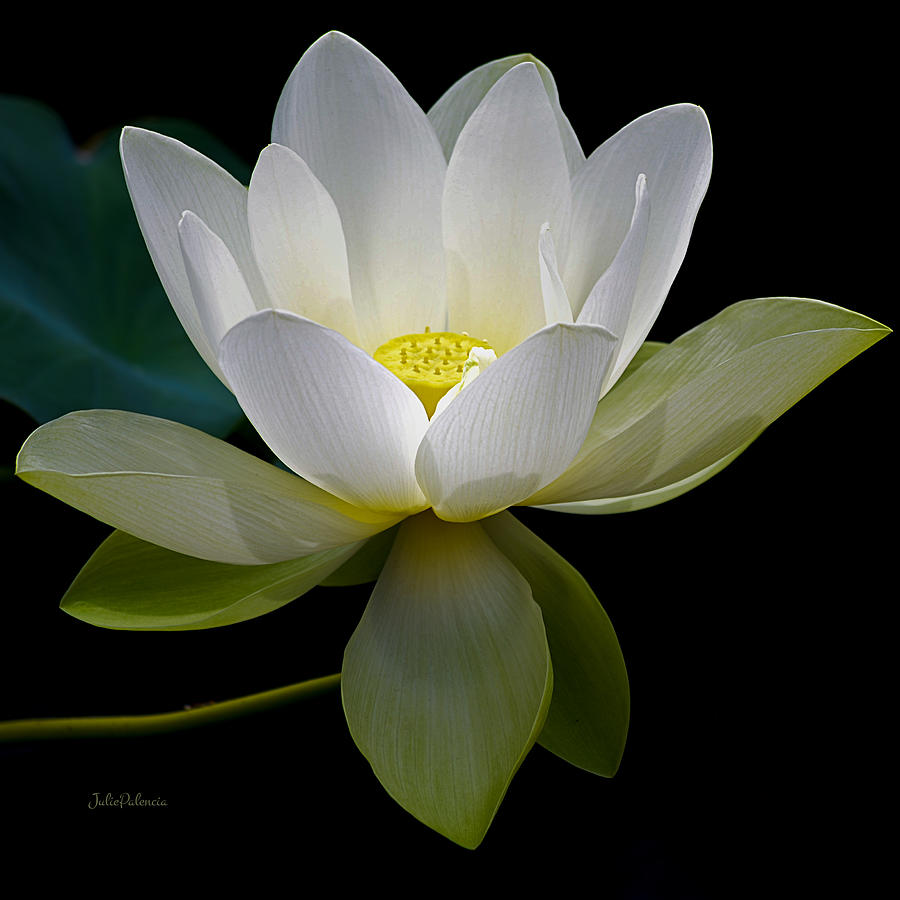 Lotus Photograph - Symbolic White Lotus by Julie Palencia