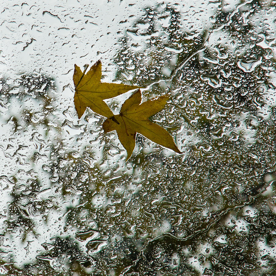 Symbols of Autumn  Photograph by Georgia Mizuleva