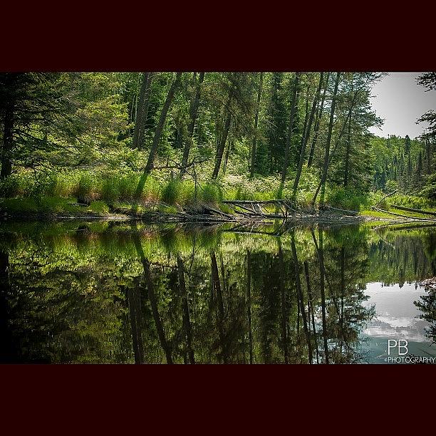 Nature Photograph - Symmetric! #nikon #nature #pond by Pb Photography