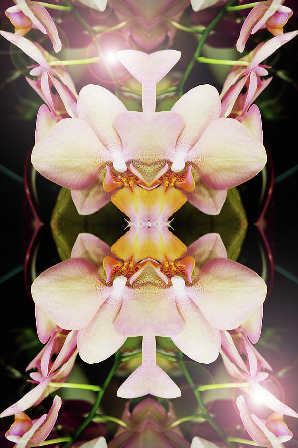 Symmetrical Arrangement Of Orchids Photograph by Silvia Otte