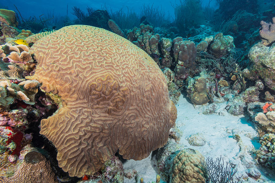 Symmetrical Brain Coral Photograph by Andrew J. Martinez
