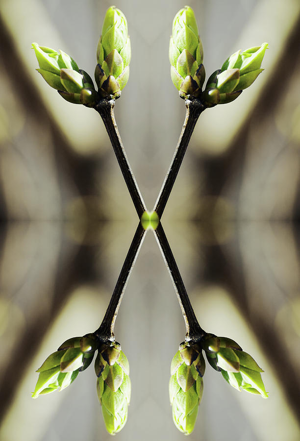 Symmetrical Buds Of Syringa Tree Photograph by Silvia Otte