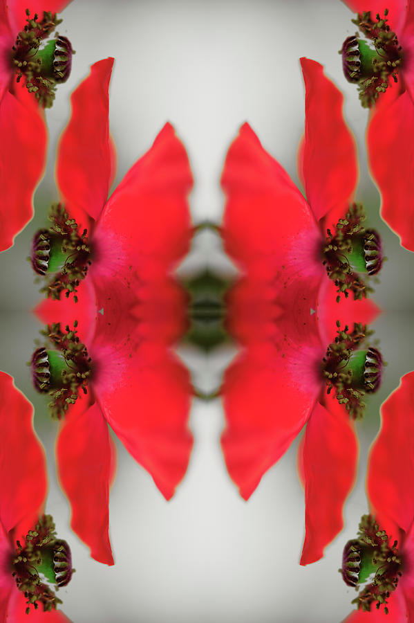 Symmetrical Composite Of Poppy Leaves Photograph By Silvia Otte