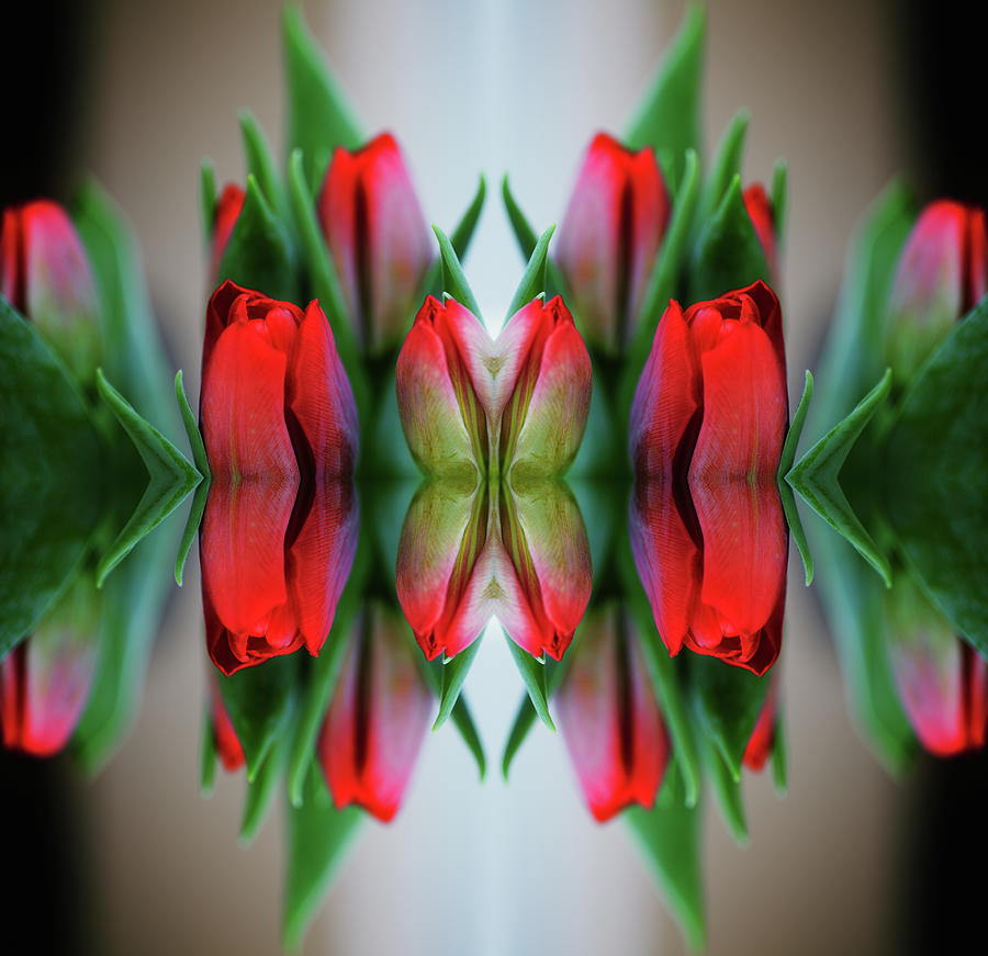 Symmetrical Composite Of Red Tulips Photograph by Silvia Otte Symmetrical Composite Of Red Tulips Photograph by Silvia Otte
