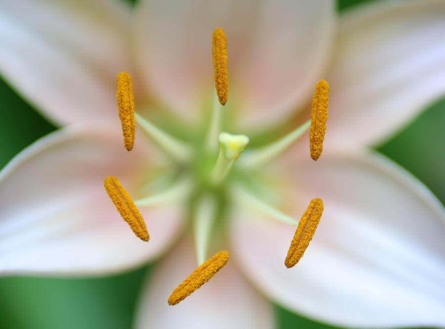 Symmetrical Flower Closeup Photograph by Alex Grichenko