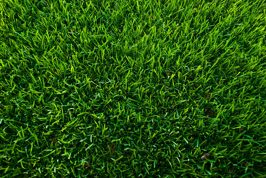 Symmetrical Grass Photograph by Justin Goode