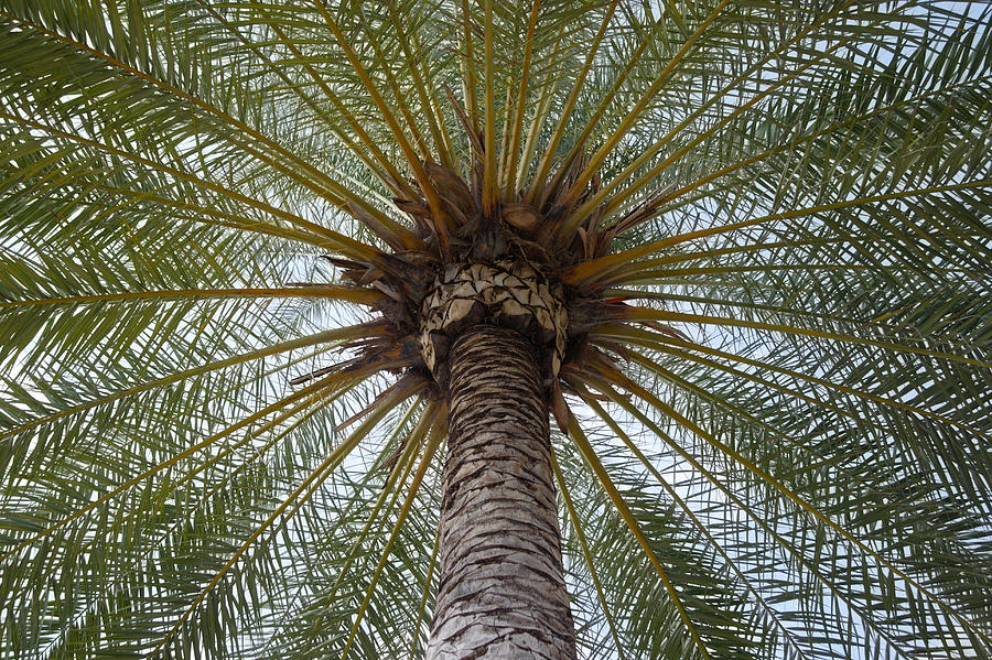 Symmetrical pattern created by date palm fronds. Photograph by Rosemary Calvert