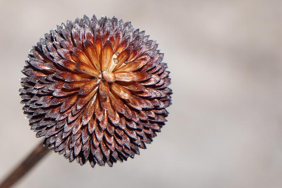 Winter Photograph - Symmetrical Seeds by Dawn Hagar
