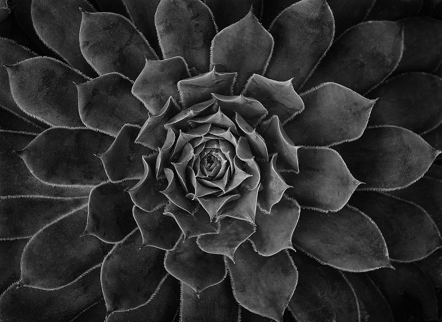 Symmetrical Succulent Photograph by Robert Woodward