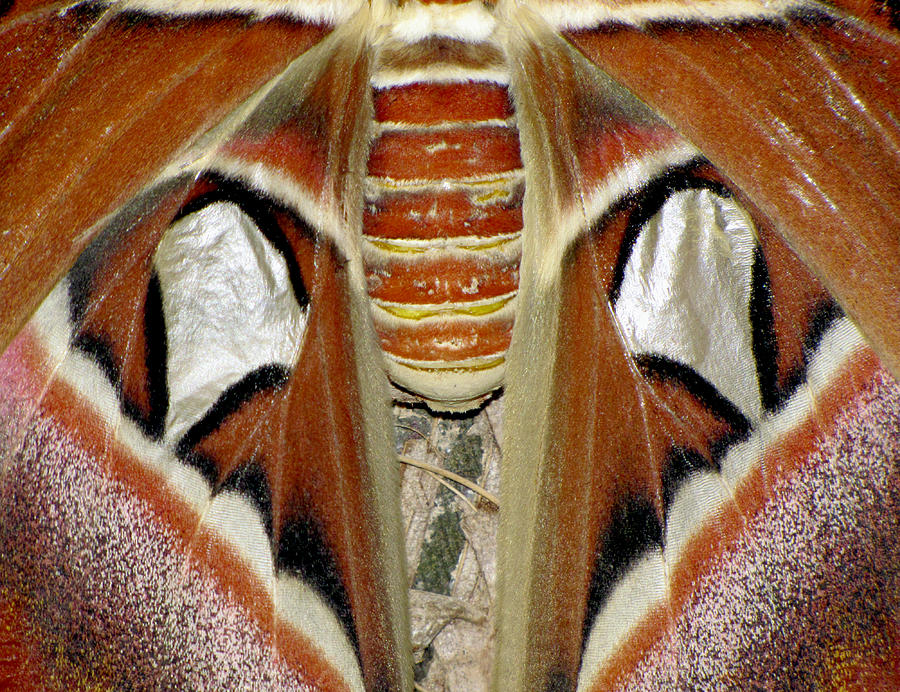 Moth Symmetry Photograph by Bob Slitzan