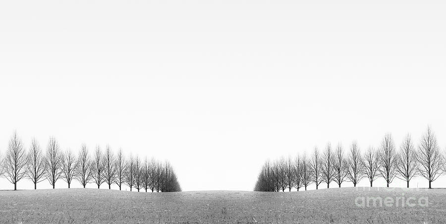Tree Photograph - Symmetry by Diane Diederich