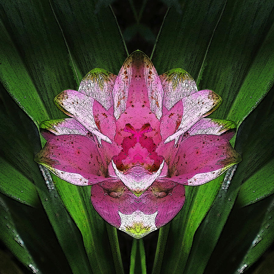 Symmetry in Pink Digital Art by Deborah Smith