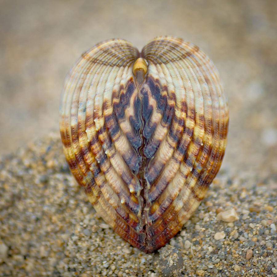 Symmetry of sea shell on the beach Photograph by Brch Photography