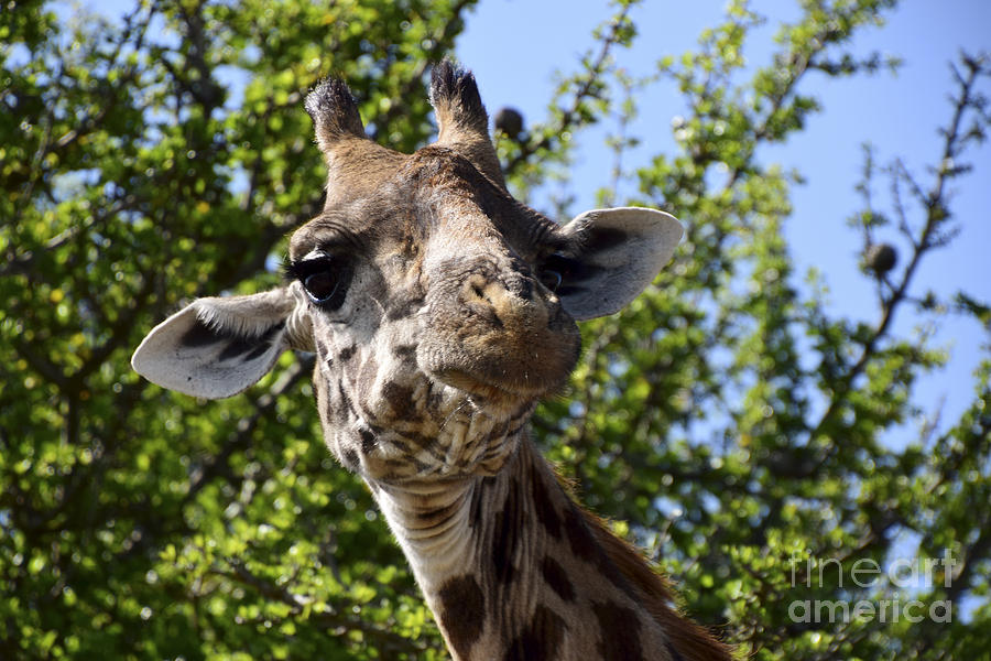Giraffe Photograph - Sympathetic Giraffe by AnneKarin Glass