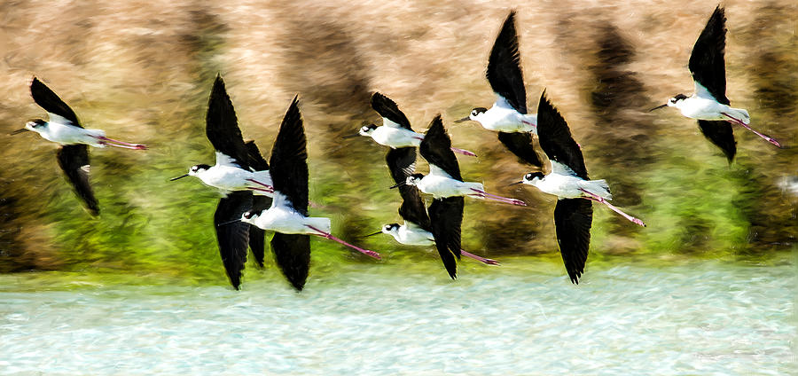 Symphony in Flight Photograph by James Gamble Symphony in Flight Photograph by James Gamble