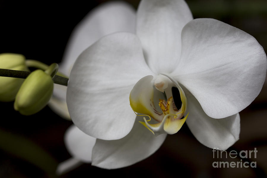 Orchid Photograph - Symphony White Orchid by Meg Rousher