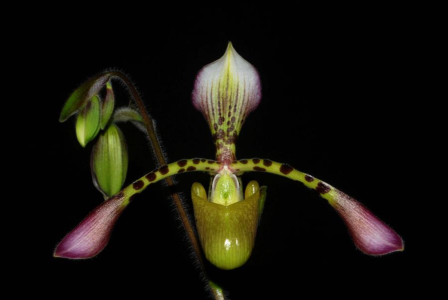 Orchid Photograph - Syms Haynaldianum by Sym             