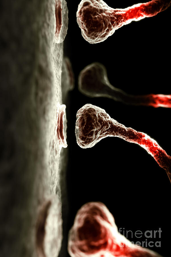 Synapses Photograph by Science Picture Co