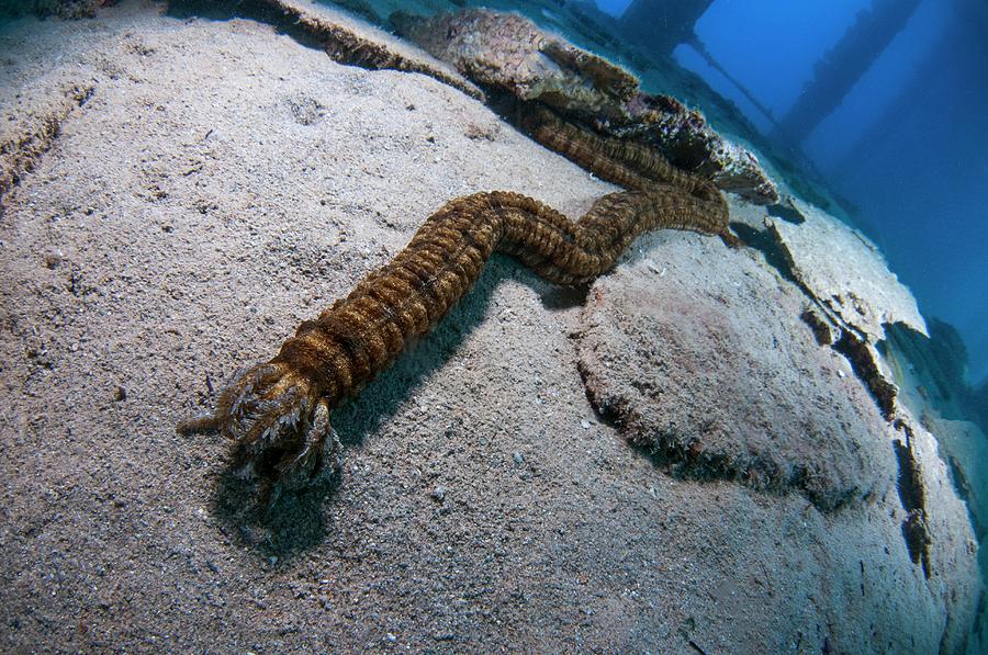 Synapta Maculata Sea Cucumber Photograph by Photostock-israel/science ...