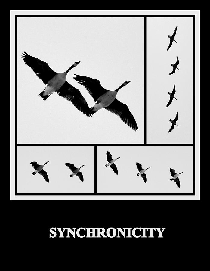 Synchronicity Photograph by AJ  Schibig