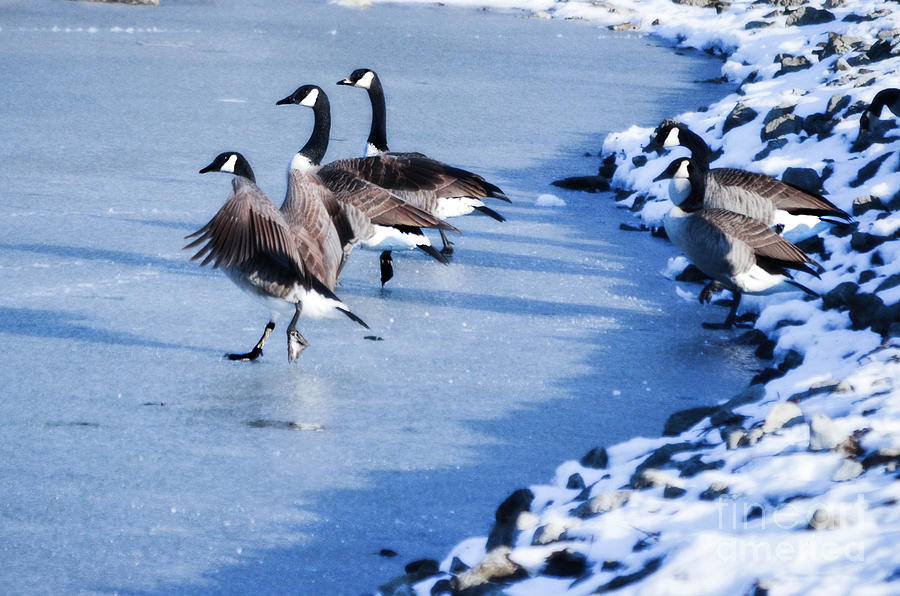 Geese Photograph - Synchronize Skating Geese  by Peggy Franz