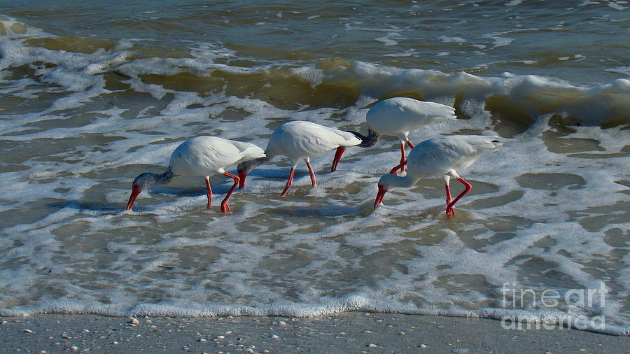 Synchronized Beach Combing Photograph by Nancy L Marshall